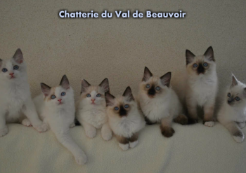la portée : 7 chatons - Chatterie Ragdolls du Val de Beauvoir